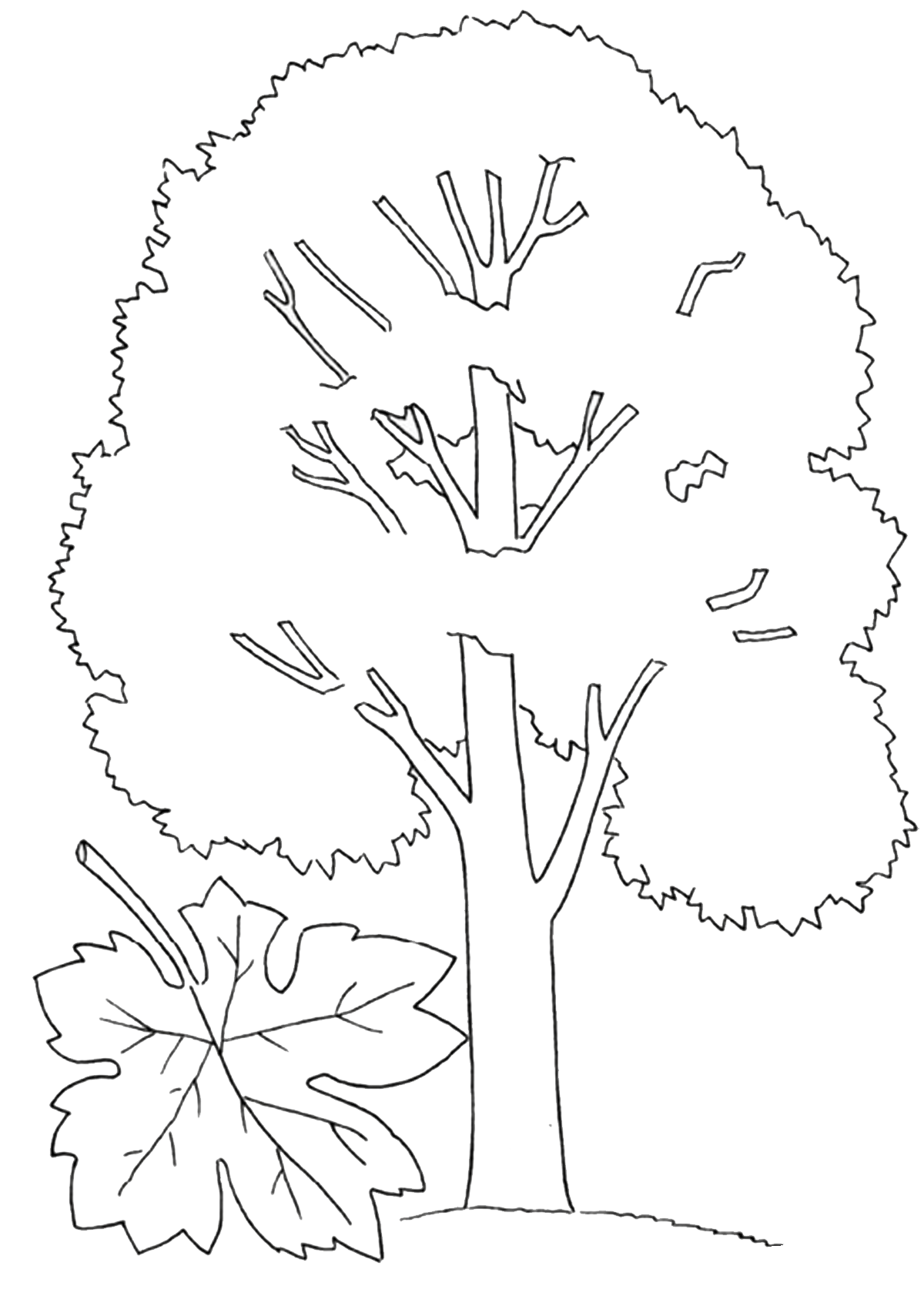 Maple coloring pages to download and print for free