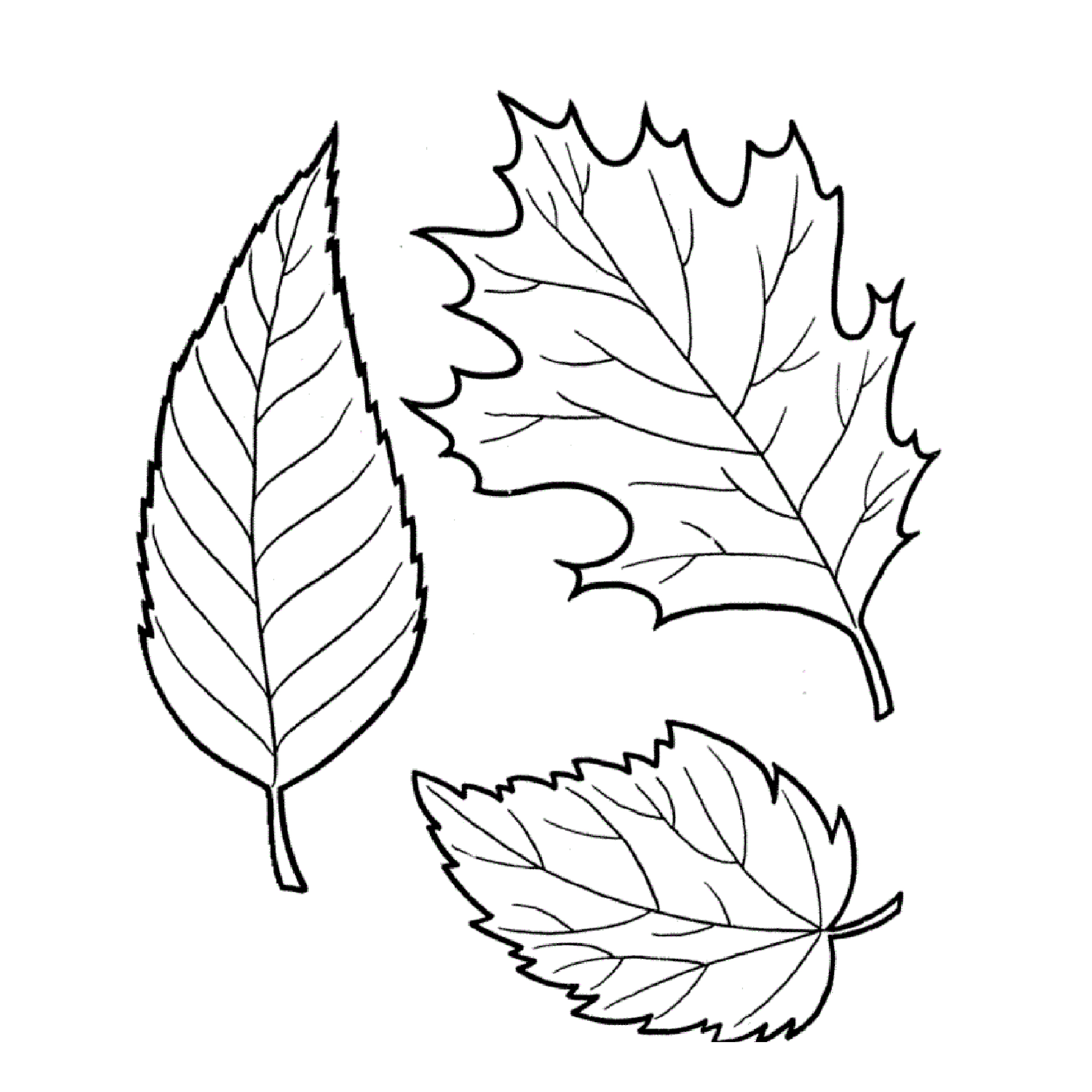 Tree leaves coloring pages for kids to print for free