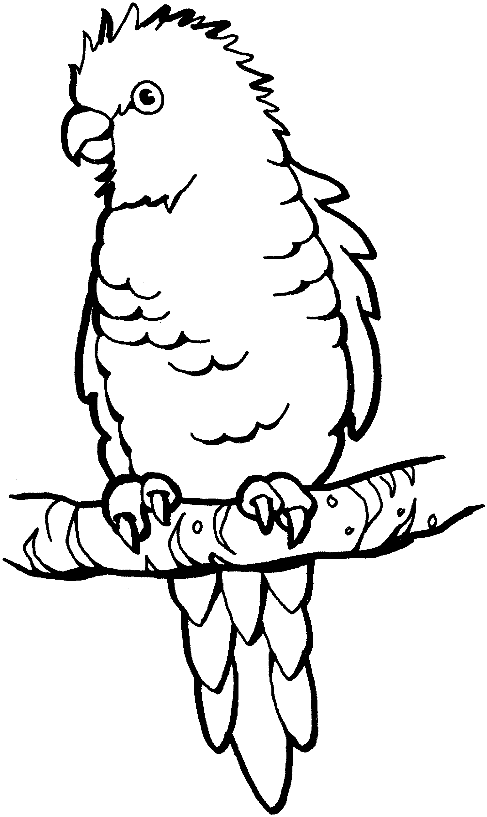 macaw coloring pages to print - photo #46