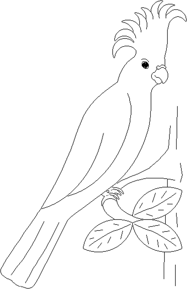 Parrots coloring pages to download and print for free