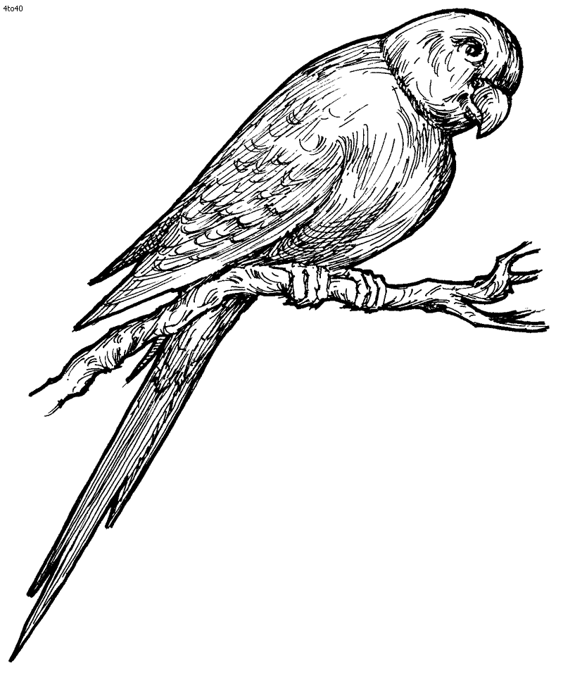 Parrots coloring pages to download and print for free