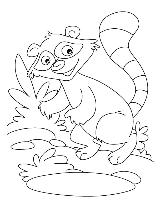 raccoon coloring pages to print out - photo #26
