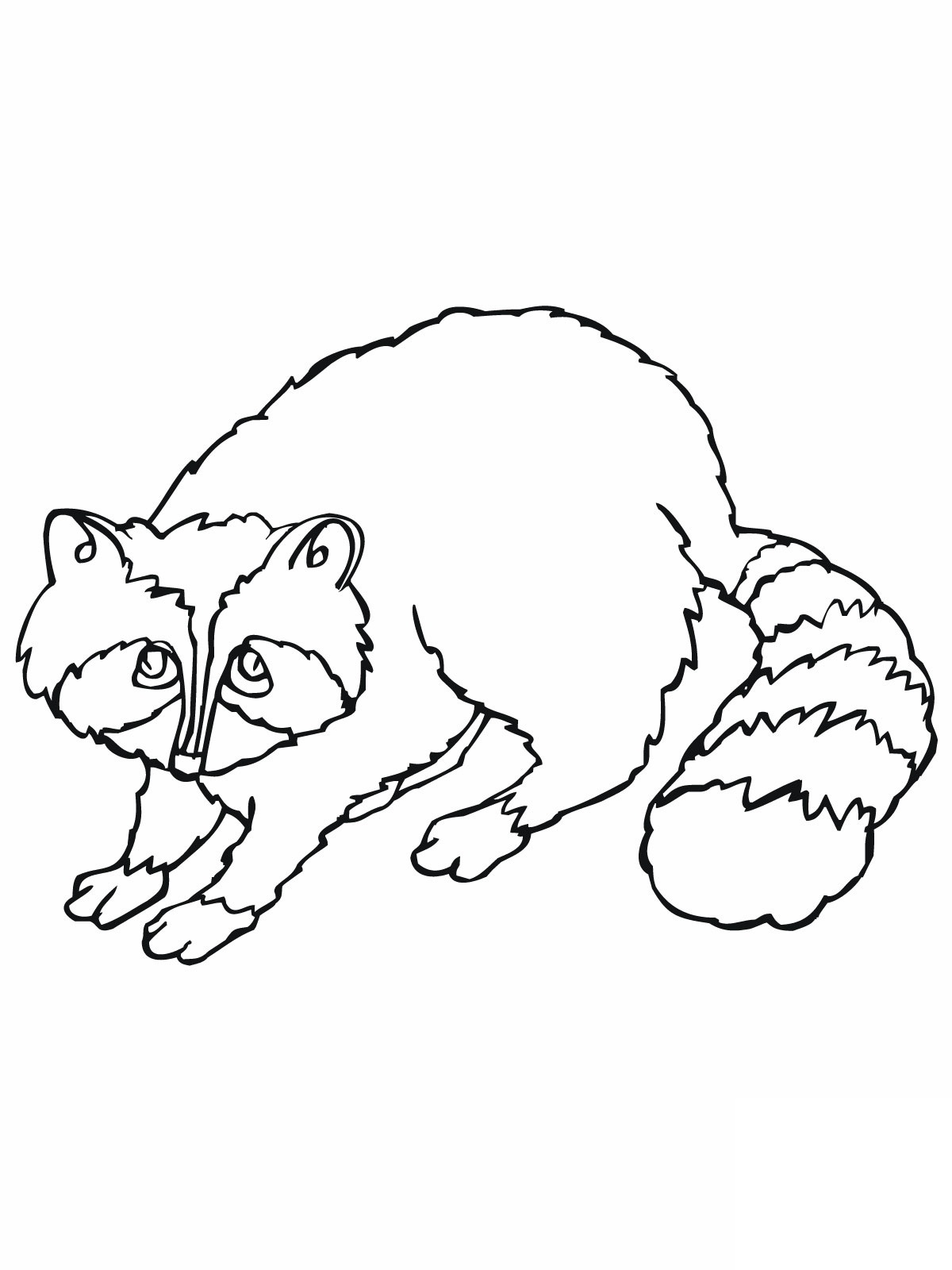 Raccoon Coloring Pages to download and print for free