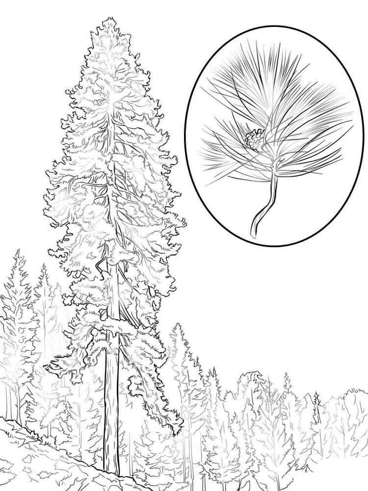 pine-coloring-pages-to-download-and-print-for-free