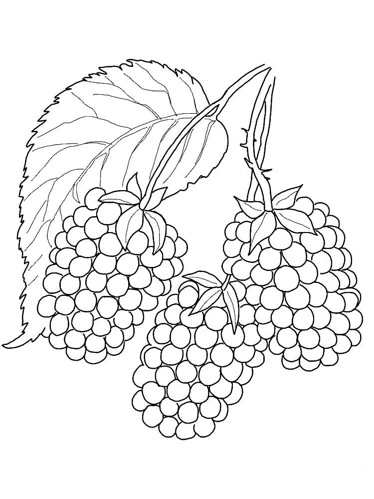 Blackberry coloring pages to download and print for free