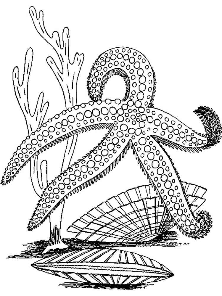 Starfish coloring pages to download and print for free