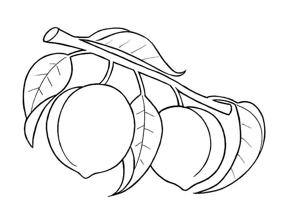 Peach coloring pages to download and print for free