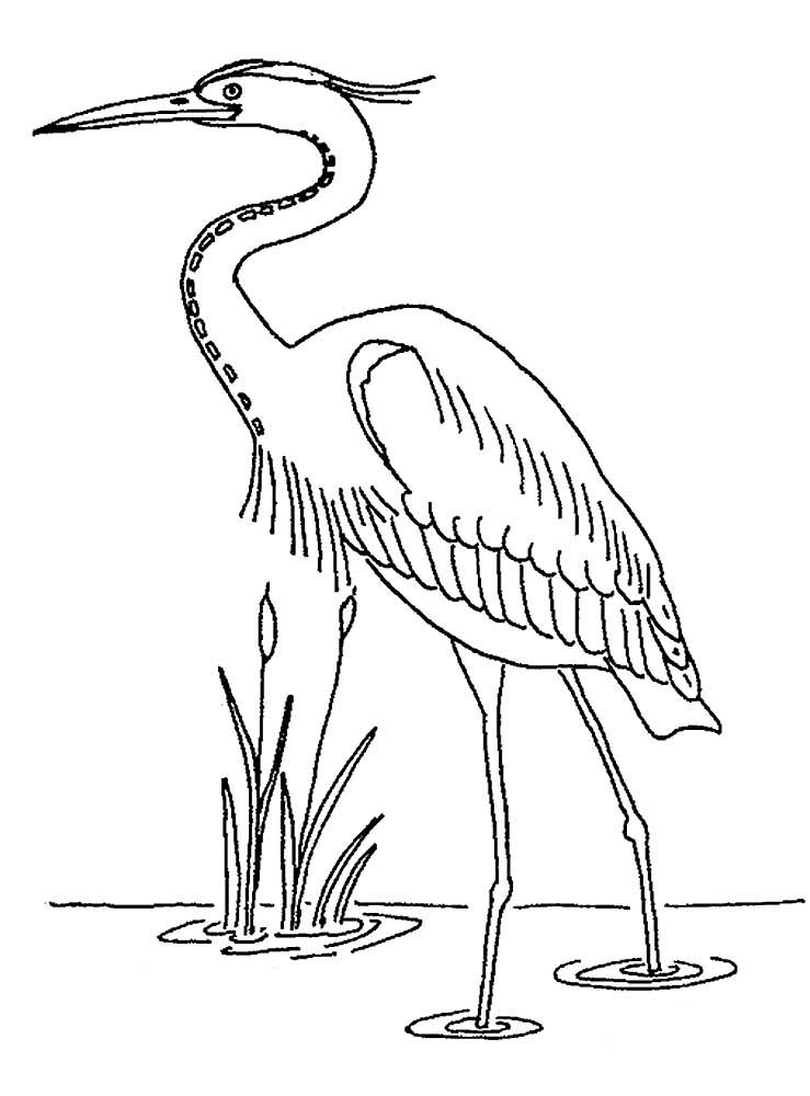 Blue Heron Coloring Page Sketch Coloring Page