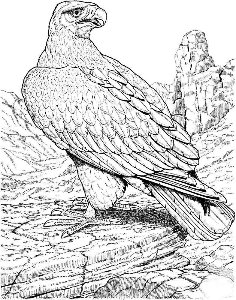 Golden eagle coloring pages to download and print for free