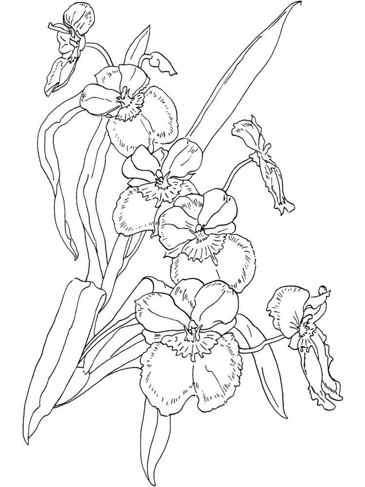 Orchid coloring pages to download and print for free