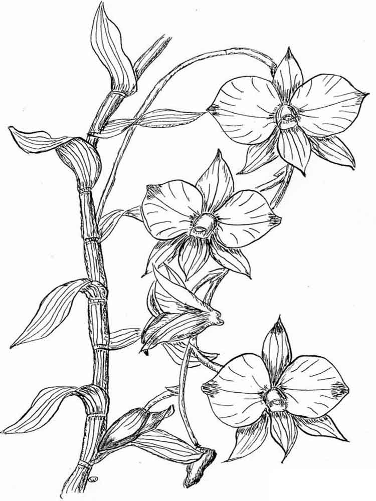 956 Simple Orchid Coloring Page for Adult