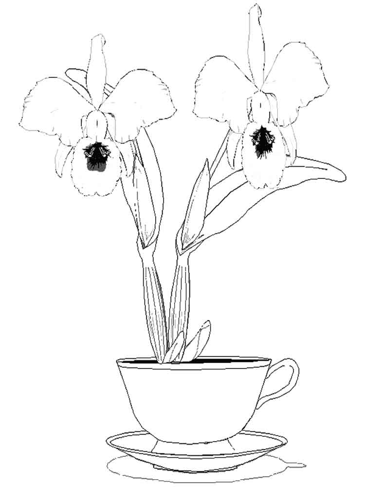 Orchid coloring pages to download and print for free