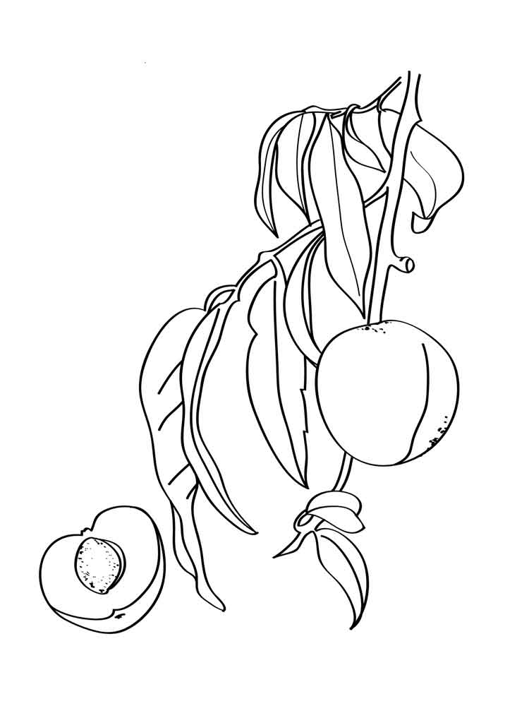 Peach coloring pages to download and print for free