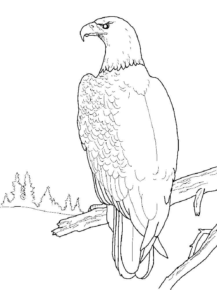 Golden eagle coloring pages to download and print for free