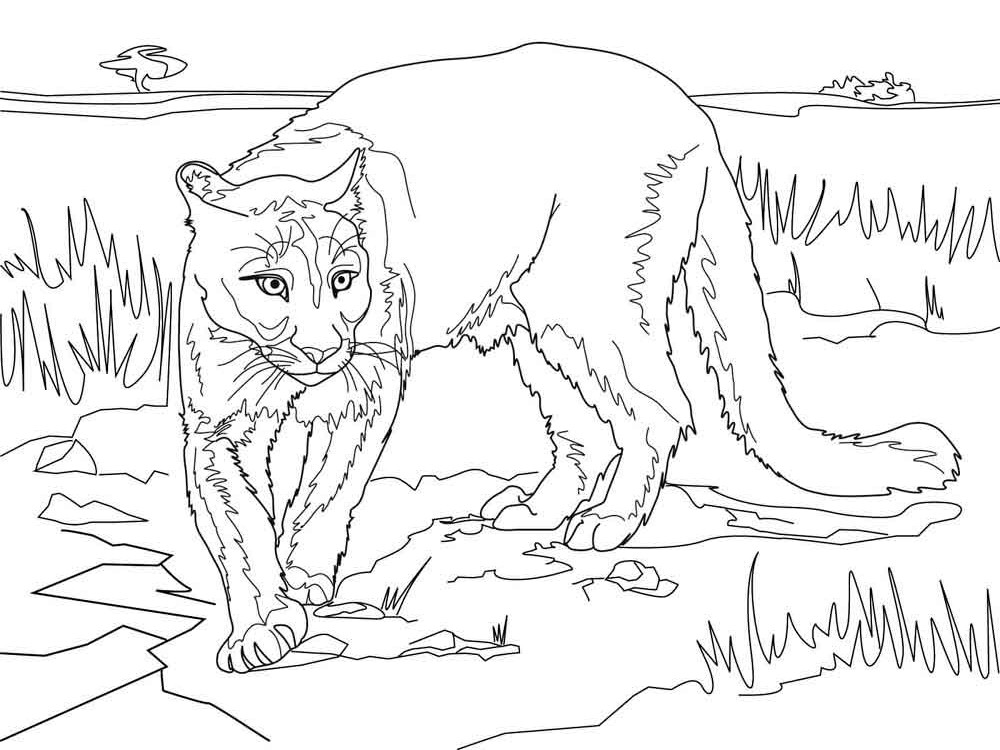 Puma Coloring Pages To Download And Print For Free