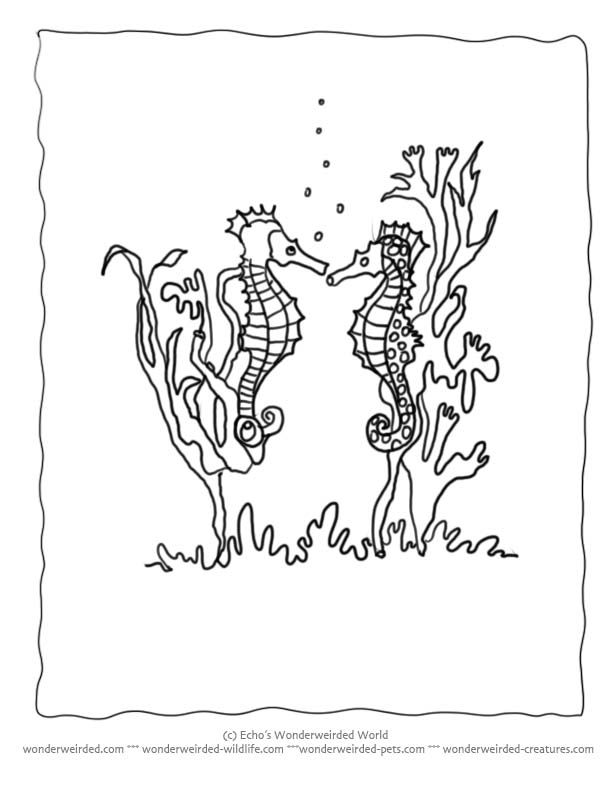 Seaweed coloring pages to download and print for free