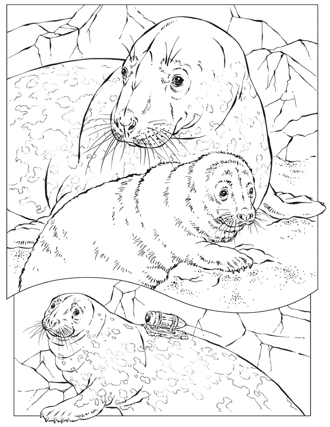 Leopard seal coloring pages download and print for free