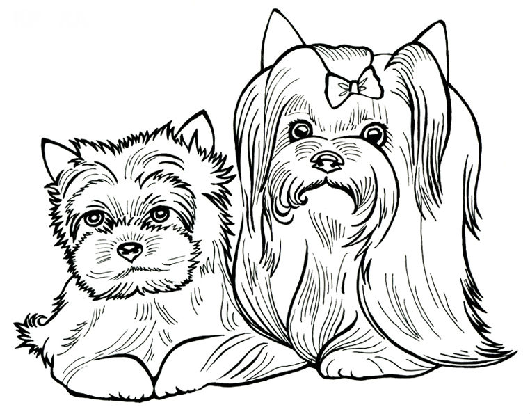 Yorkshire terrier Coloring Pages to download and print for free