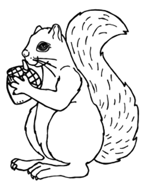 Acorn coloring pages to download and print for free