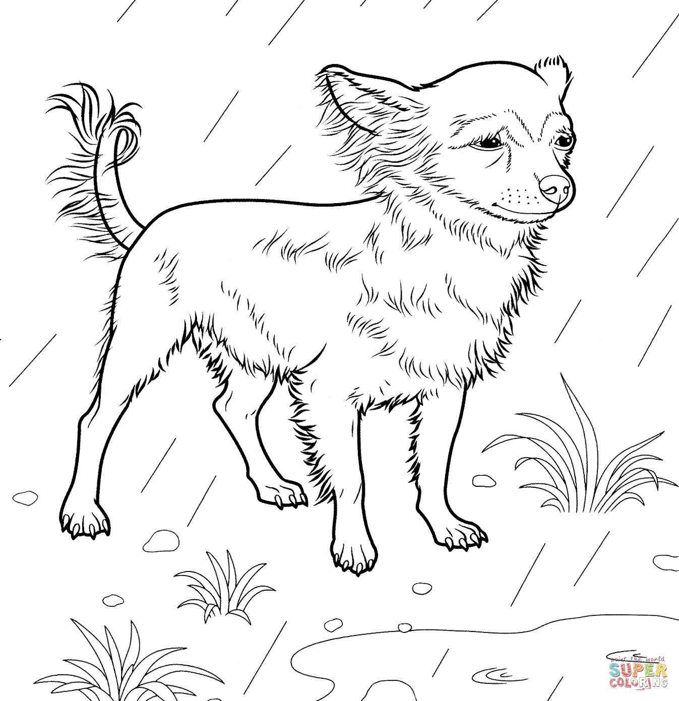 Chiwawa Dog Coloring Pages Coloring Pages