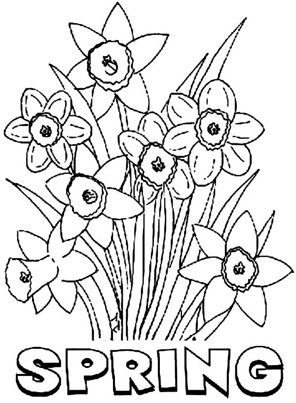 coloring spring flower daffodil springtime disney drawing coloringhome realistic leaves nature coloringtop