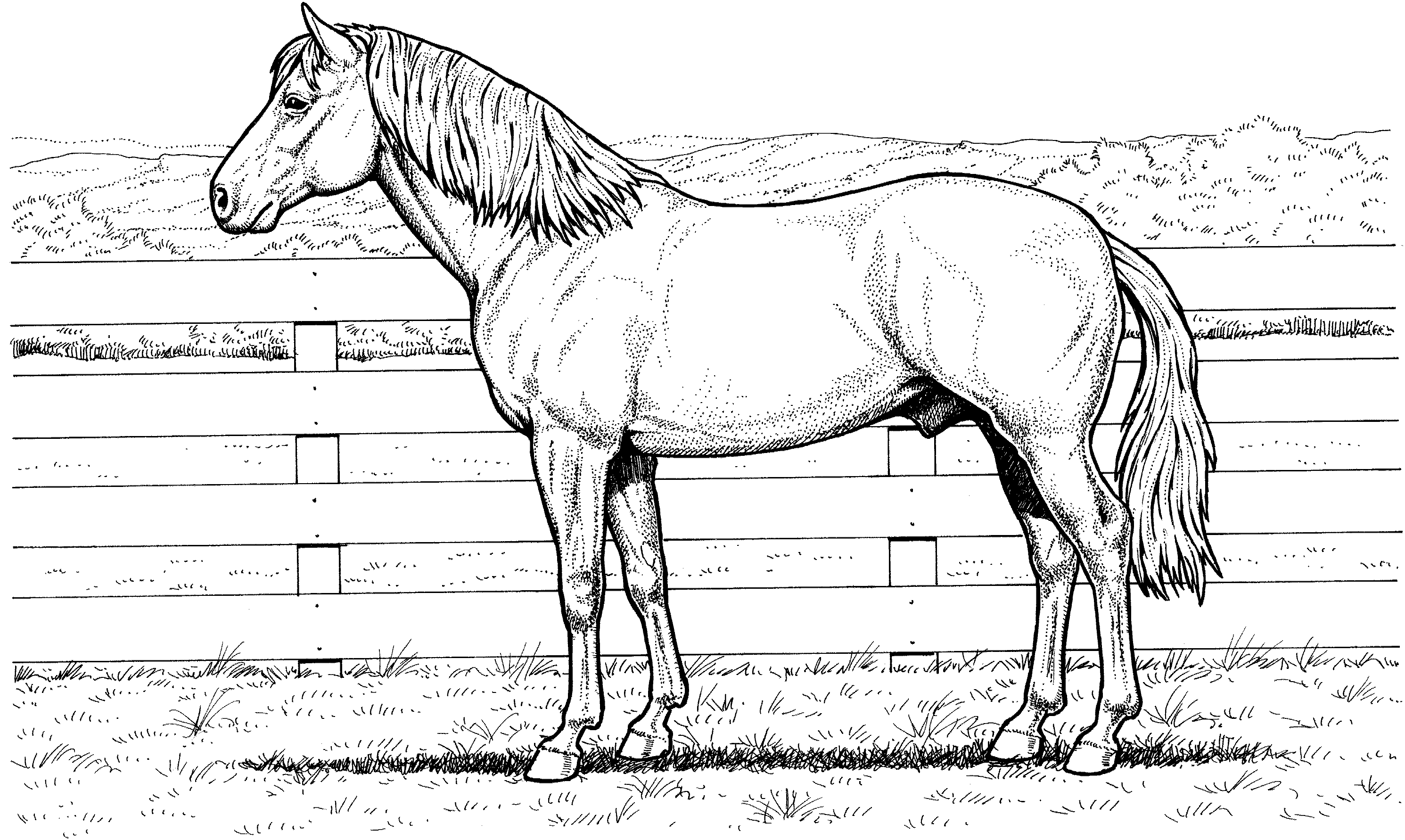 Printable Horse Coloring Page - Printable World Holiday