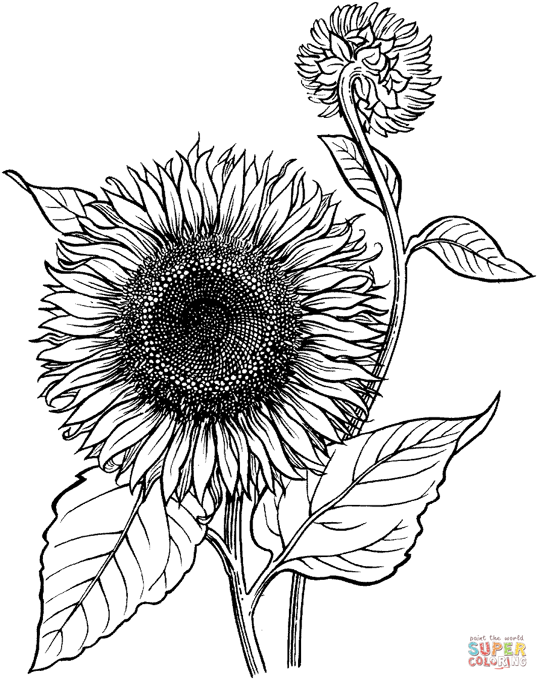 Sunflower Coloring Pages Printable - Printable World Holiday
