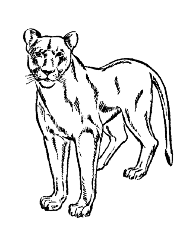 Queen Cheetah Coloring Pages 6