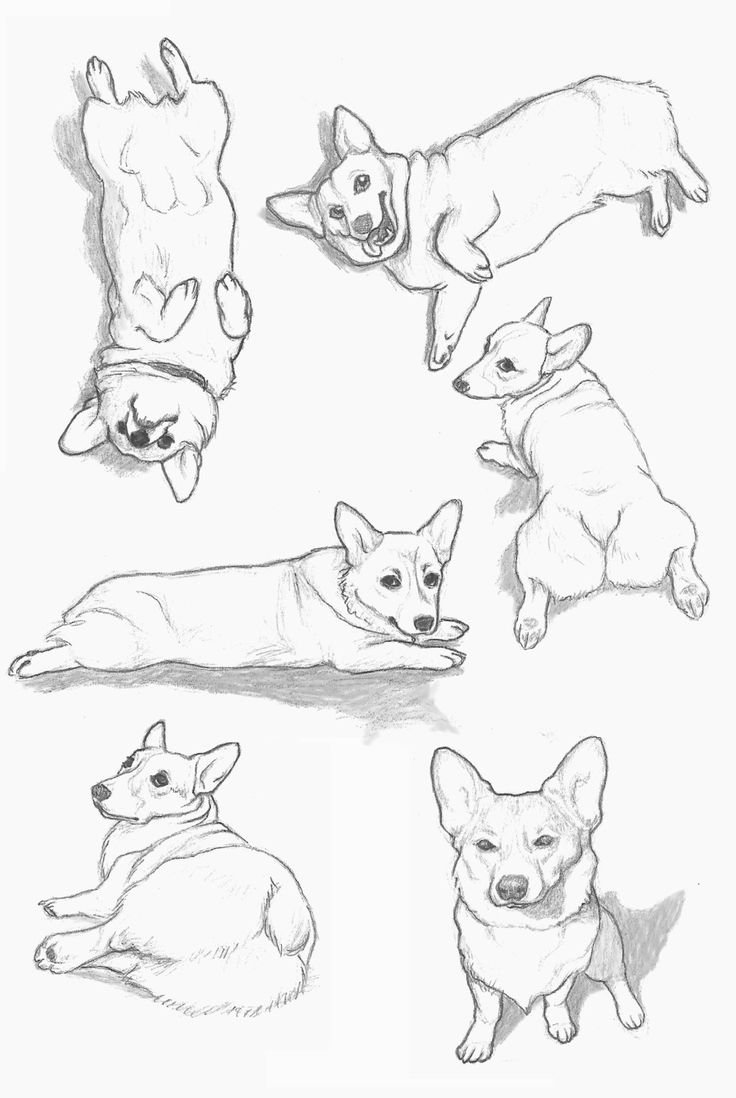 Corgi Coloring Pages to download and print for free