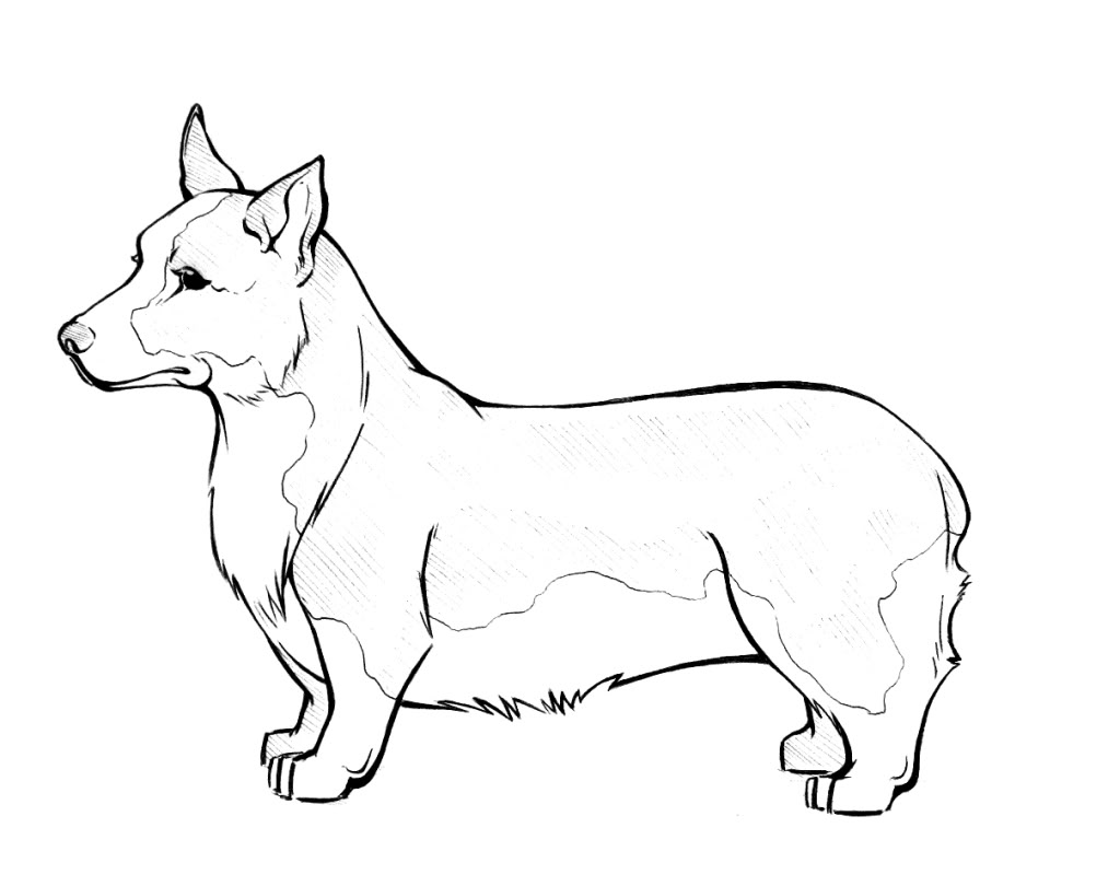 free corgi coloring pages