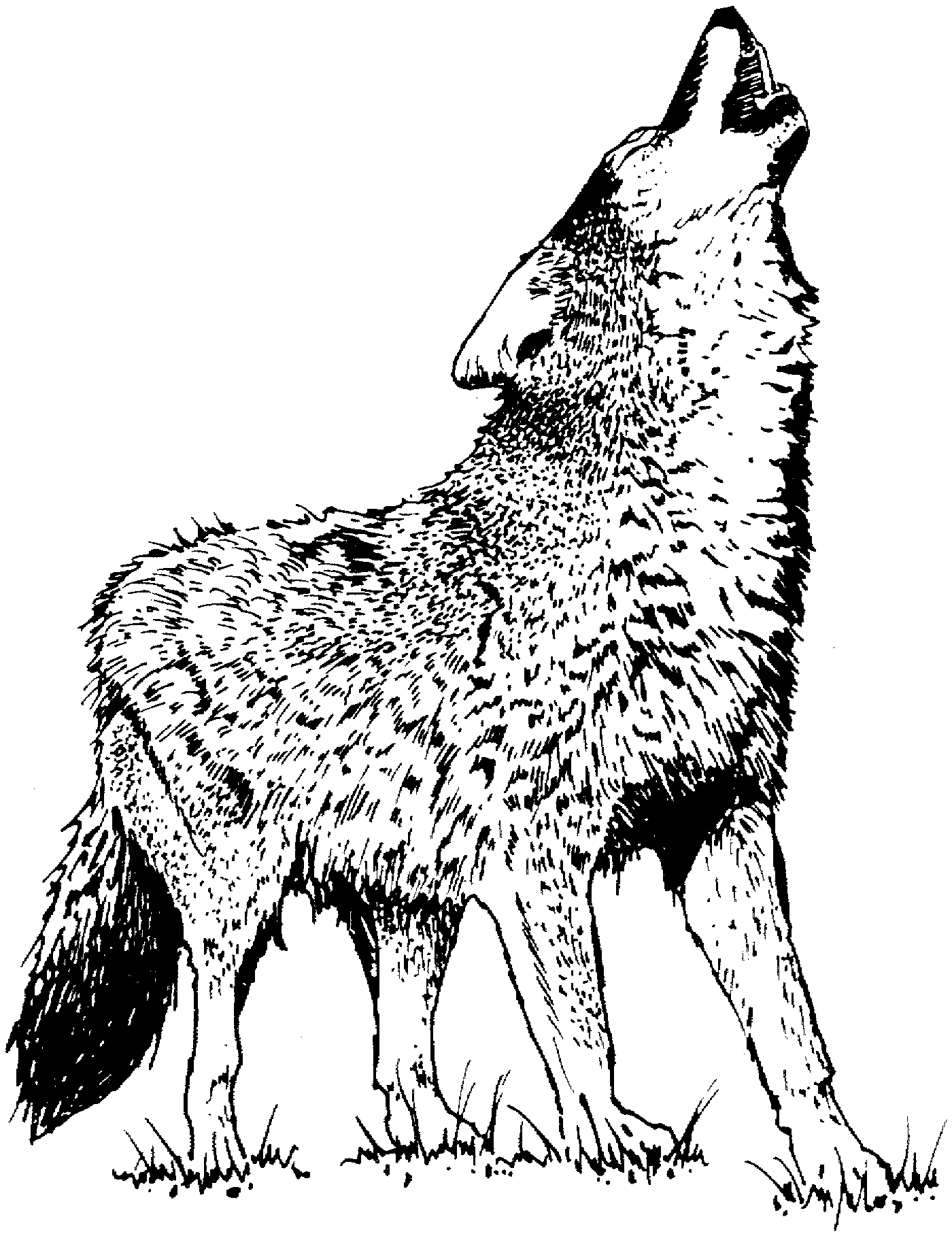 wolf-howling-moon-coloring-pages-download-and-print-for-free