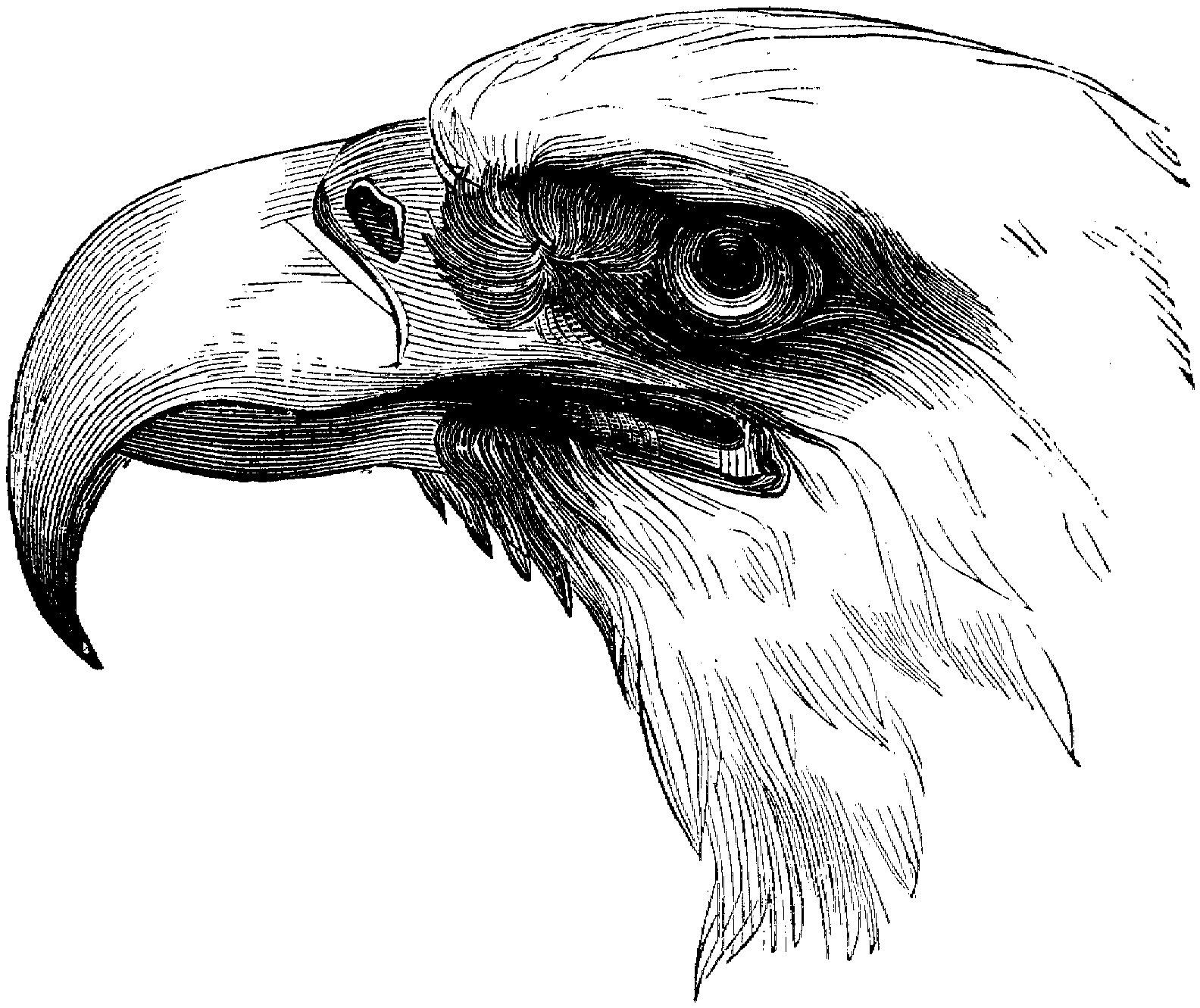 Eagles Coloring Pages Printable