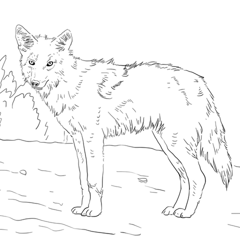 Coyote coloring pages to download and print for free