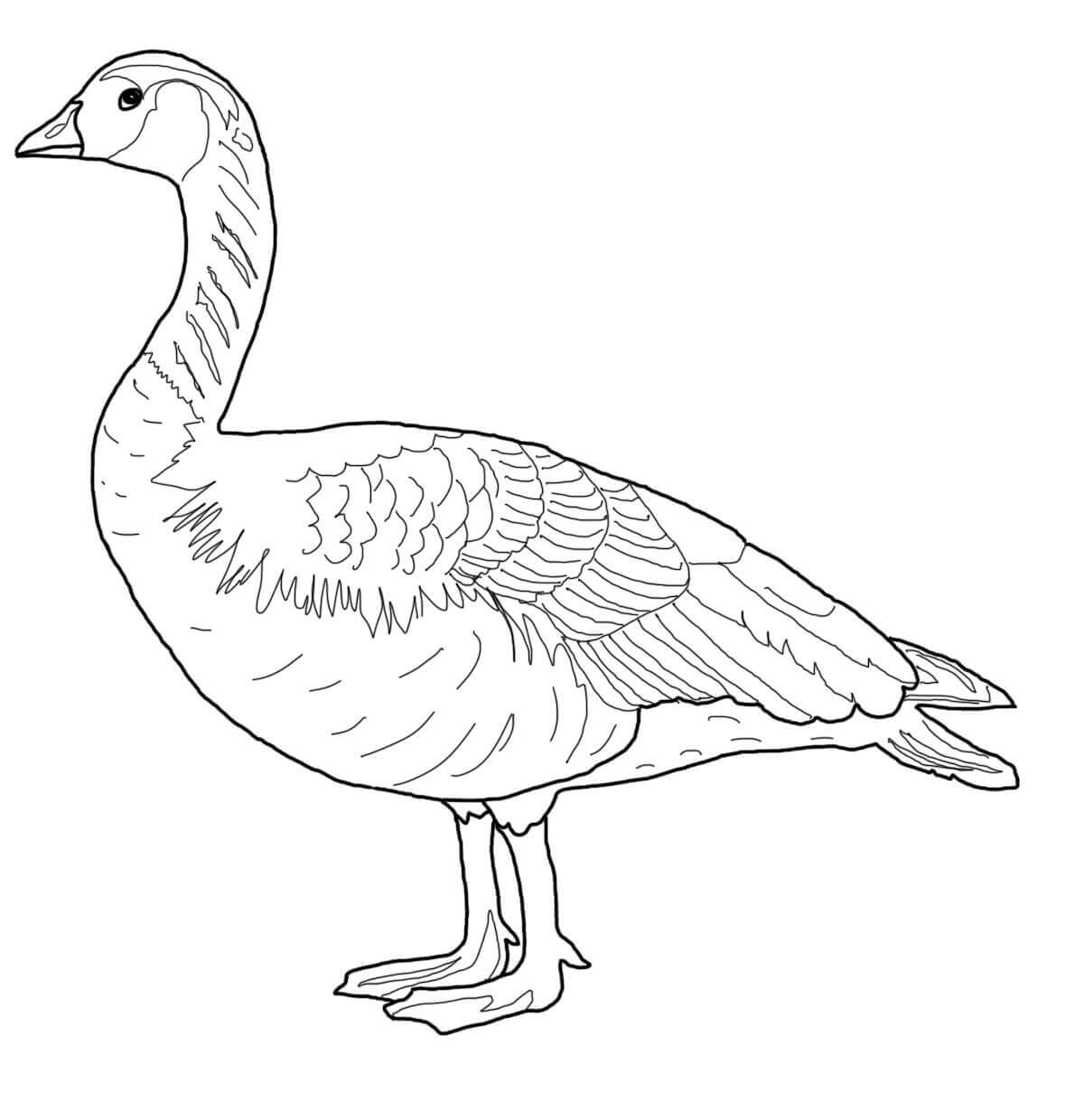 Duck Duck Goose Coloring Pages Coloring Pages