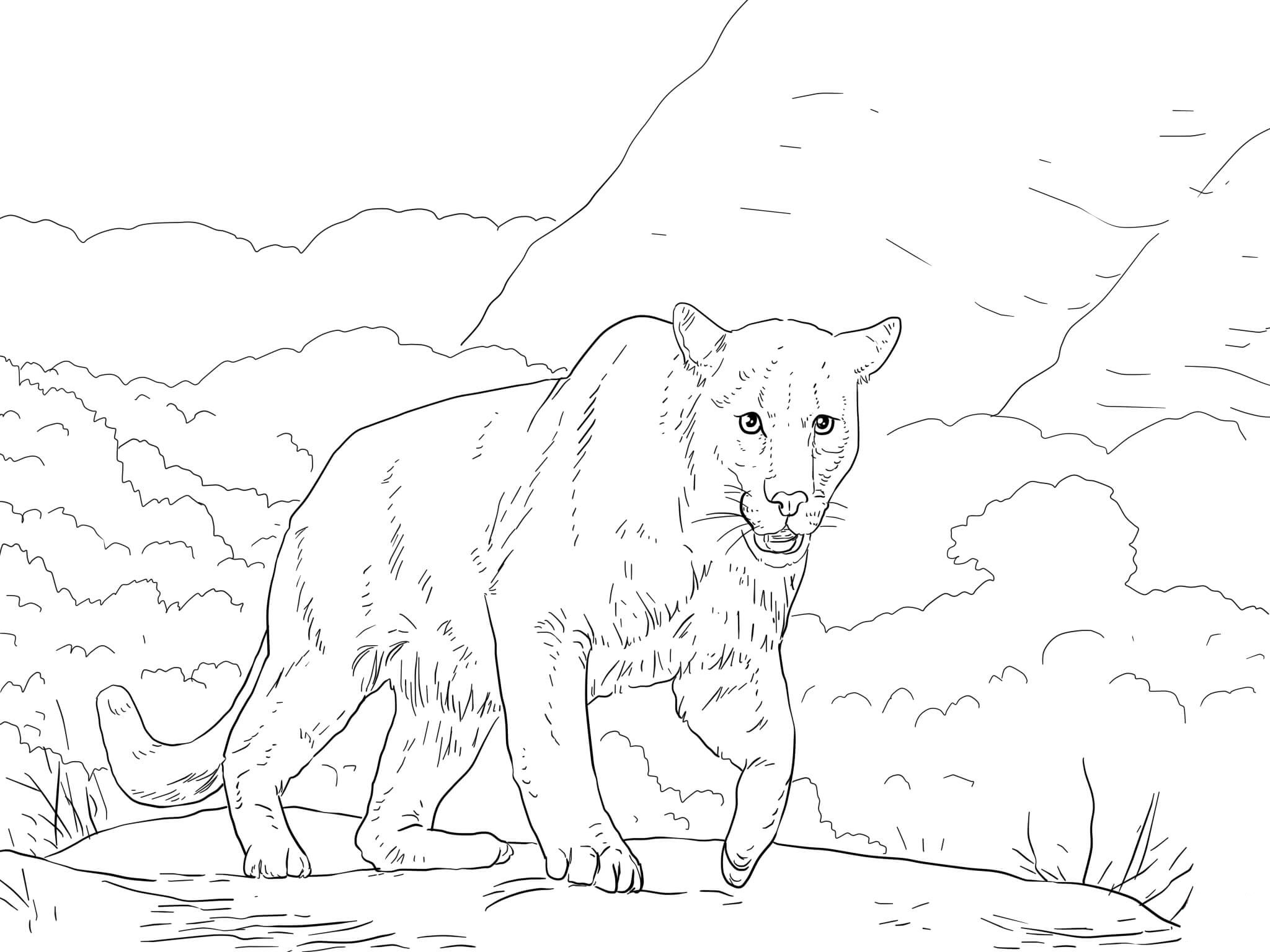 Puma coloring pages to download and print for free