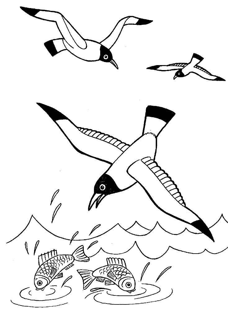 Gull Coloring Pages to download and print for free