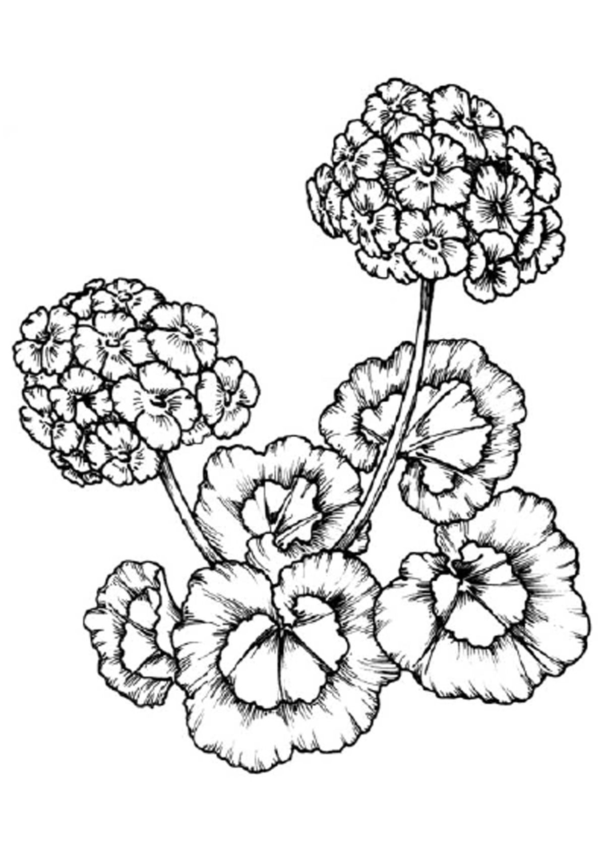 Geranium coloring pages to download and print for free