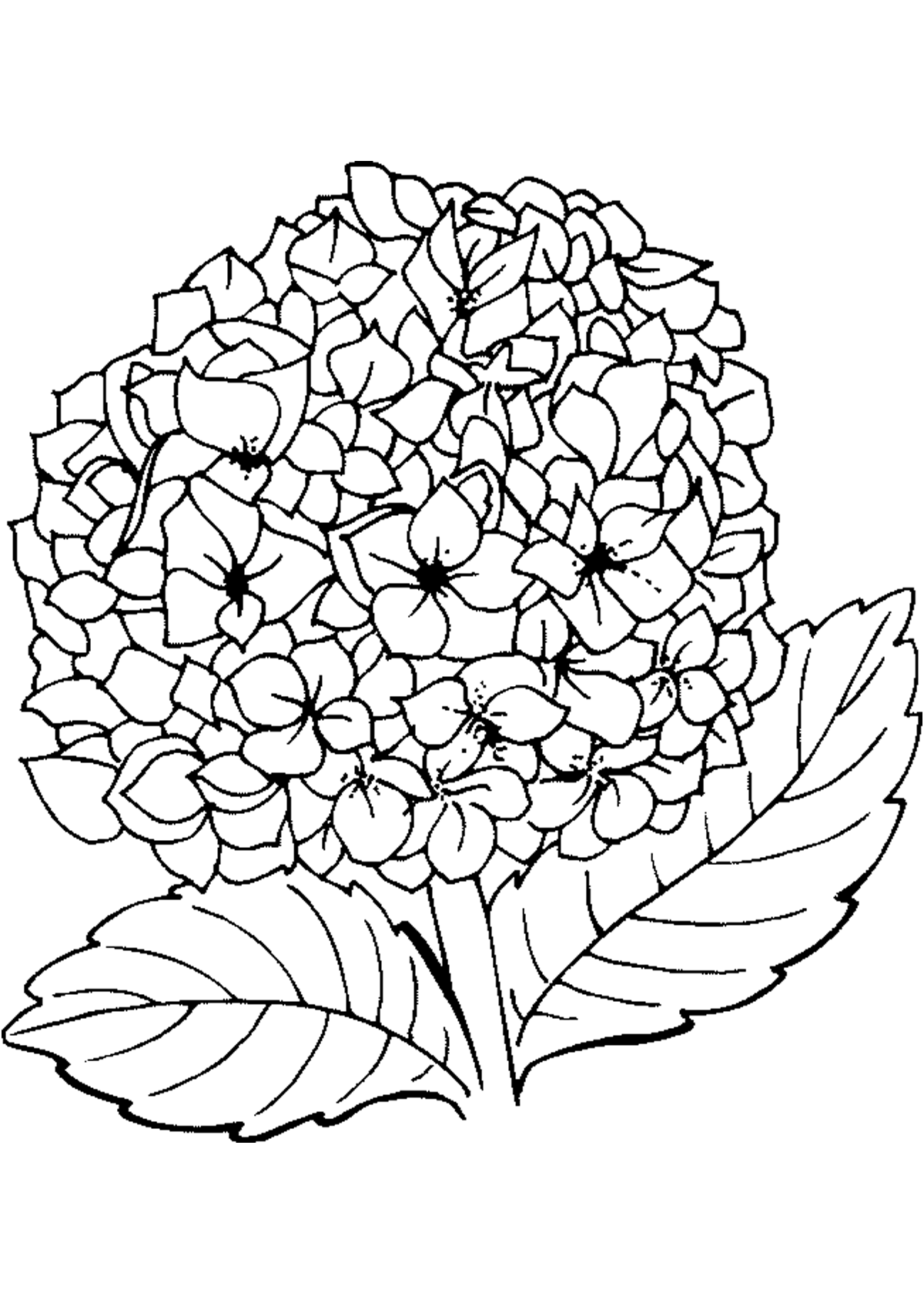 geranium coloringtop