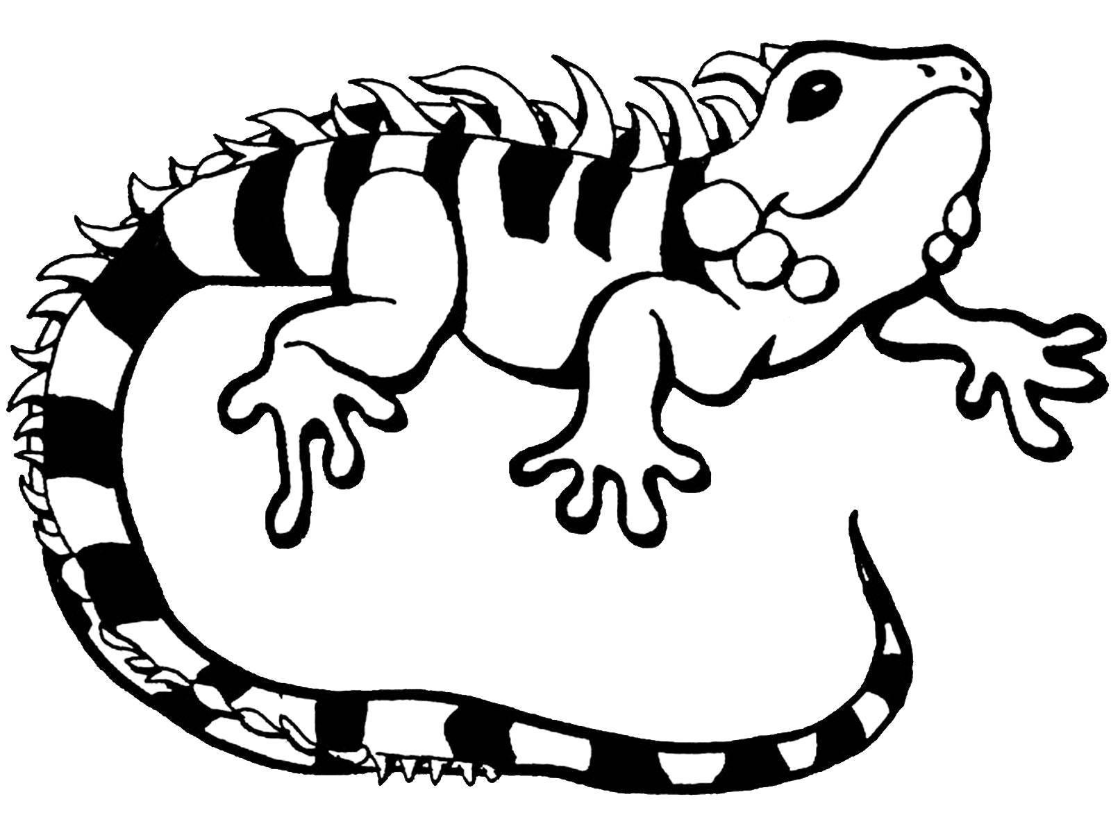 cute iguana coloring pages
