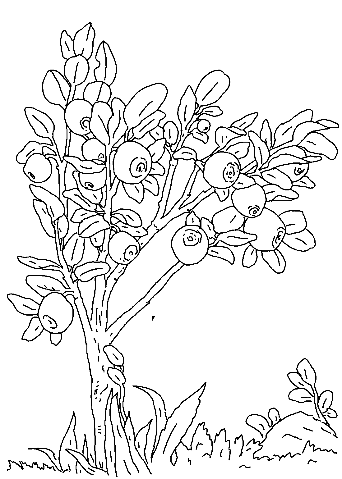 Blueberries coloring pages to download and print for free