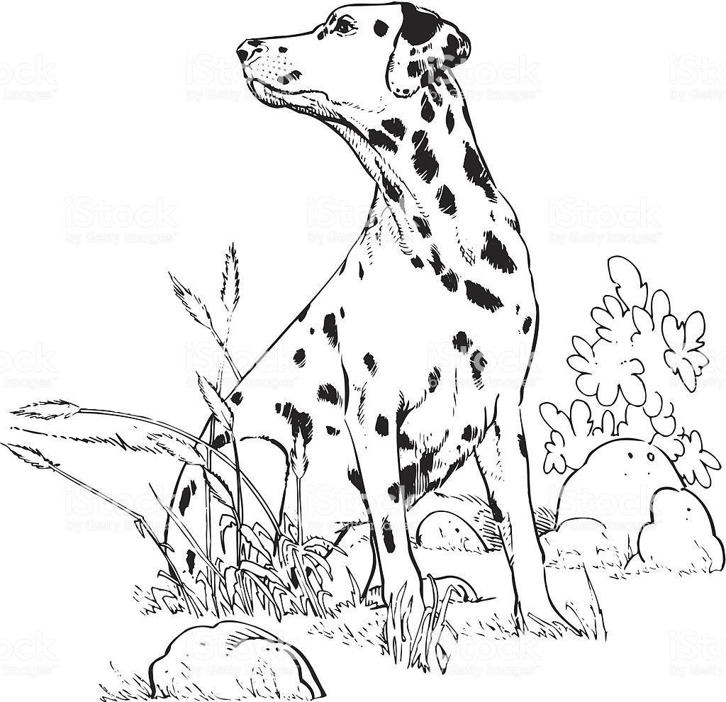 Dalmatian Coloring Pages to download and print for free