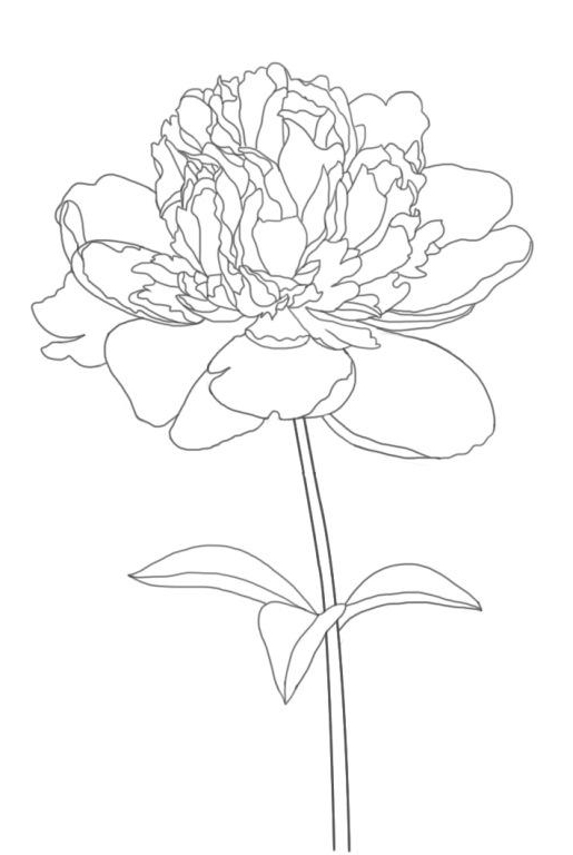 Peony coloring pages to download and print for free