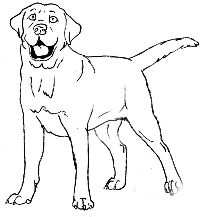 Best Ideas For Coloring Labrador Coloring Page | The Best Porn Website