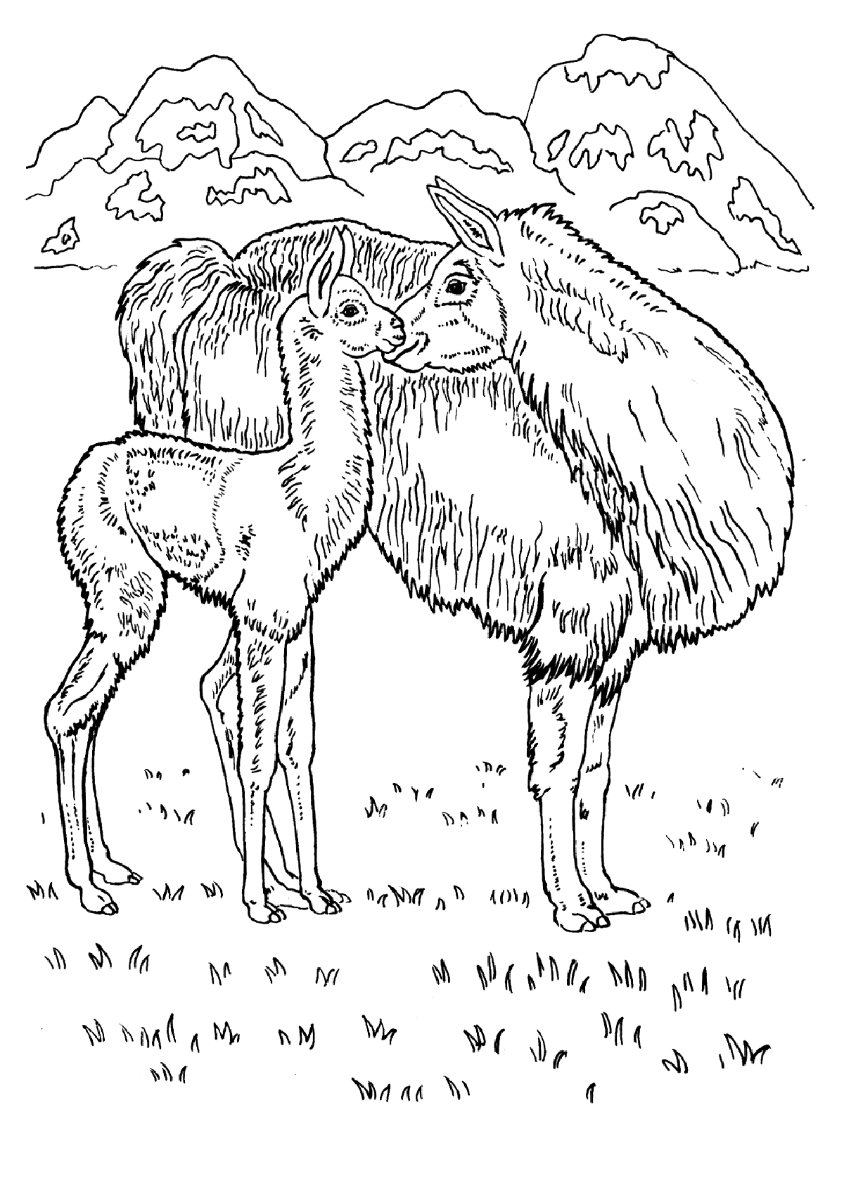 lama coloring pages to download and print for free
