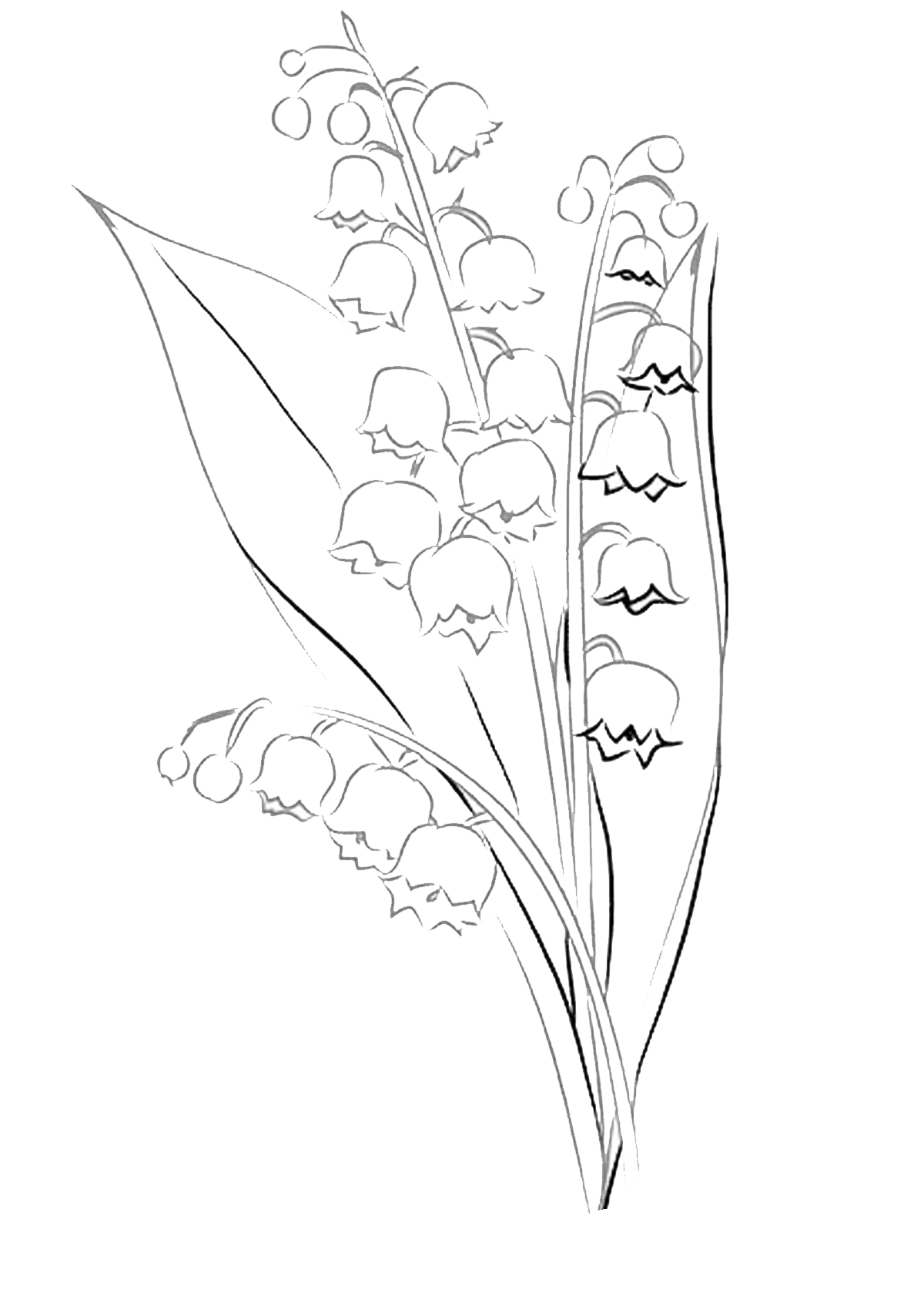 lily of the valley coloring pages to download and print