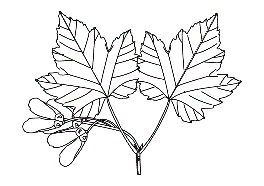 Download Tree leaves coloring pages for kids to print for free