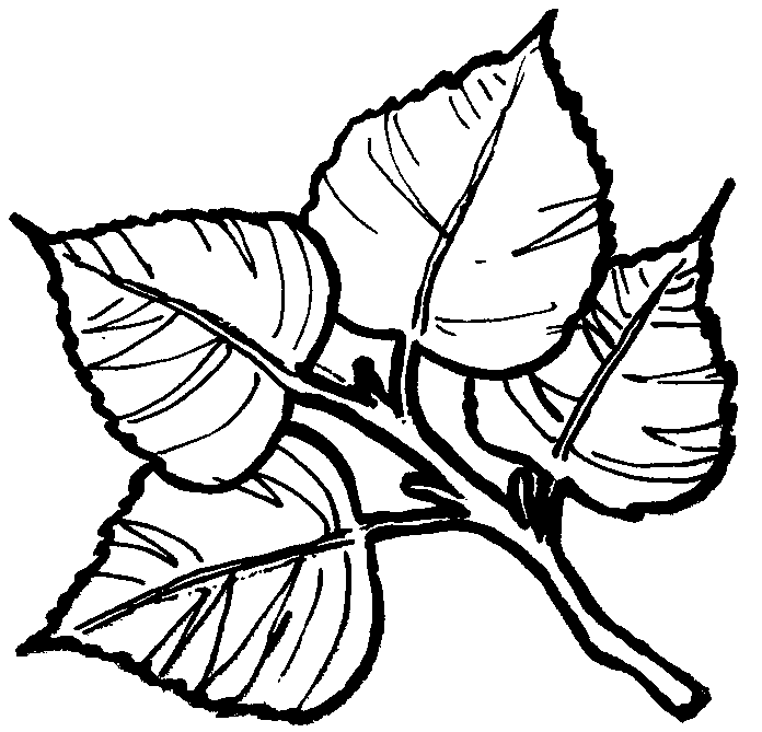 Download Tree leaves coloring pages for kids to print for free