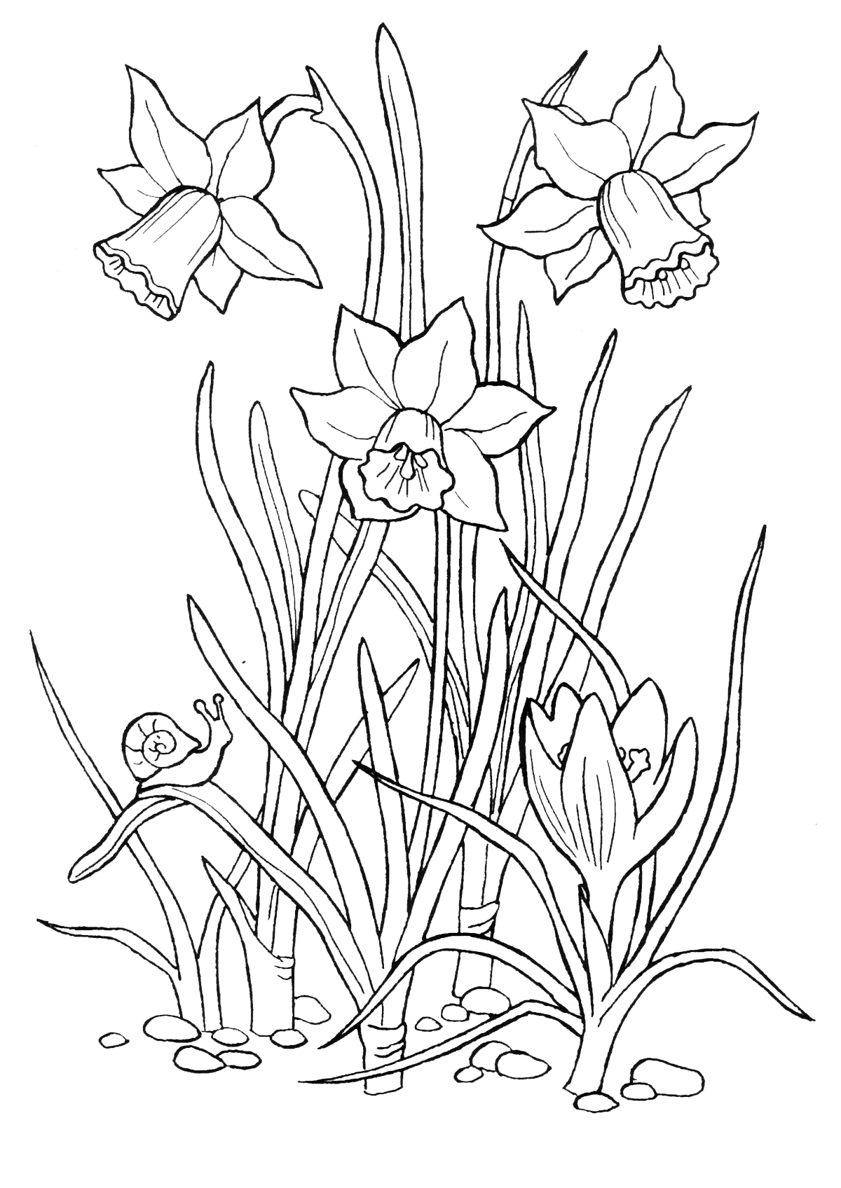 Narcissus coloring pages to download and print for free