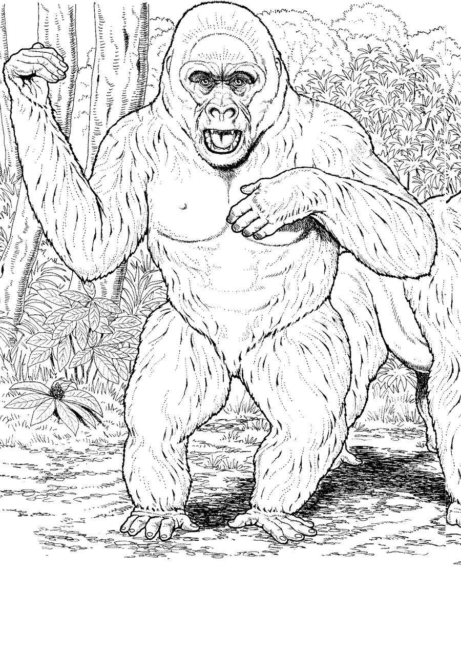 Gorilla Coloring Pages to download and print for free