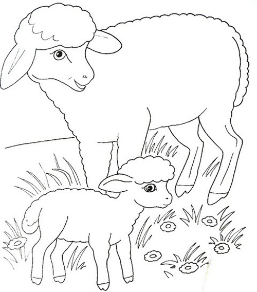 coloring sheep animal omaľovánky zvieratá farm books овечка барашек domáce vk kindergarten adult cute animals coloringtop